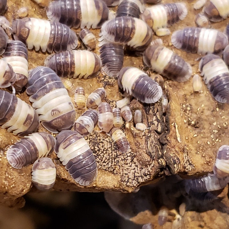 Cubaris Sp. "Panda King"