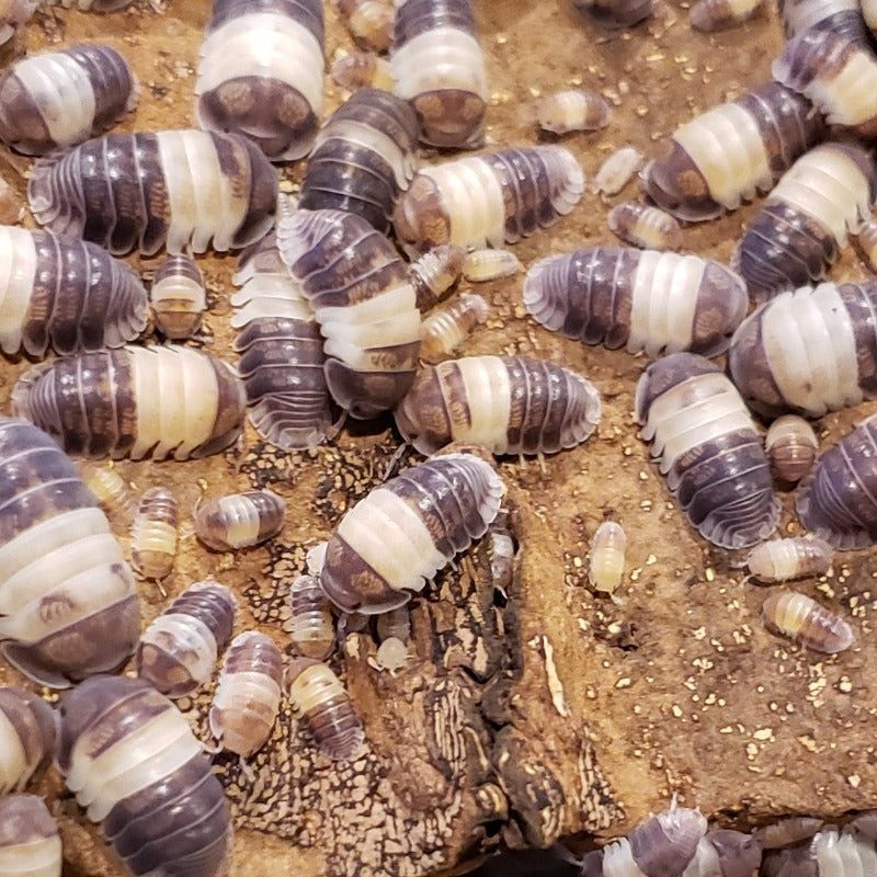 Cubaris Sp. "Panda King"