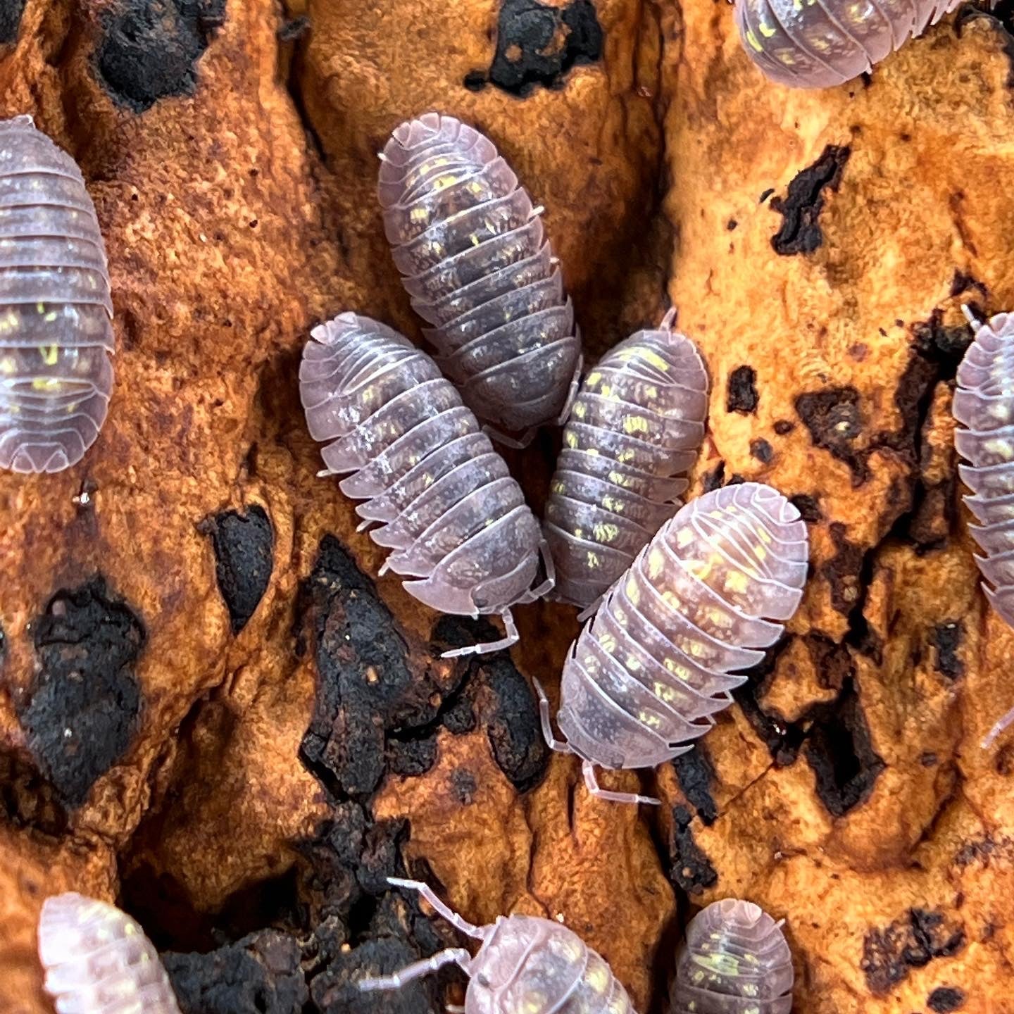 Armadillidium "Granulatum"