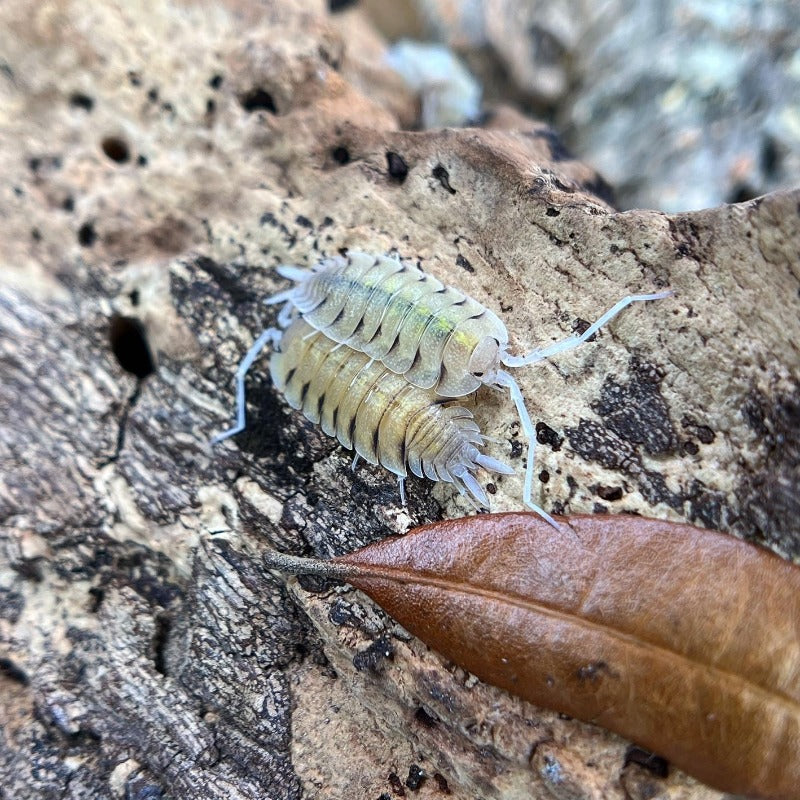 Porcellio Bolivari "Bolivari"