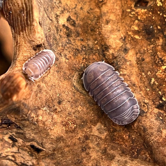 Cubaris Sp. "Black Panda"