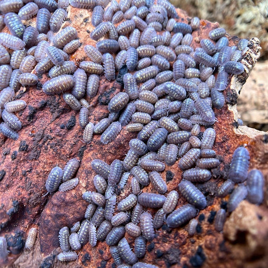 Armadillidium "Granulatum"