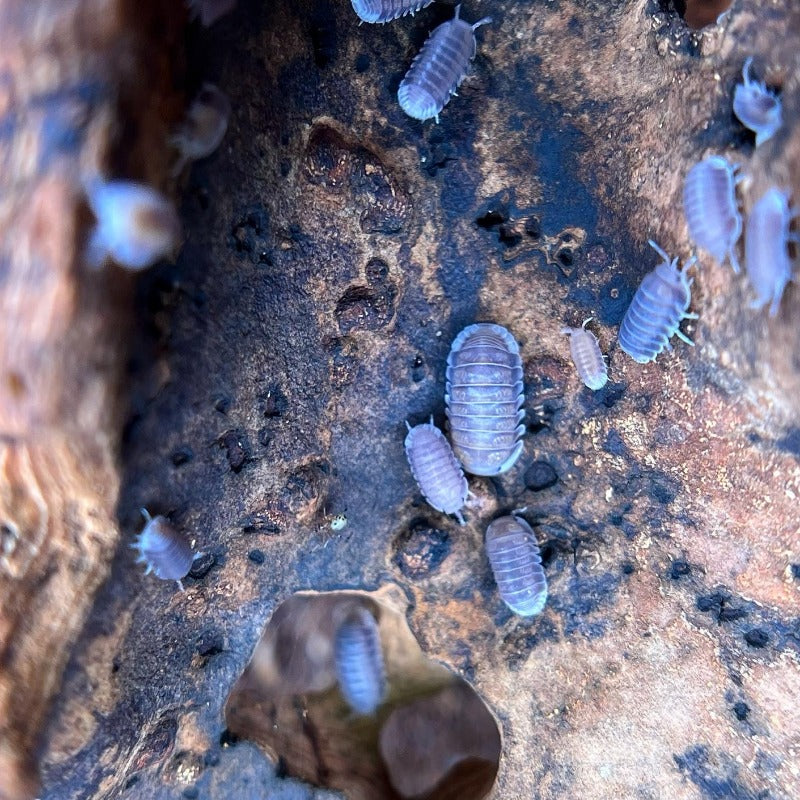 Cubaris Sp. "Black Panda"