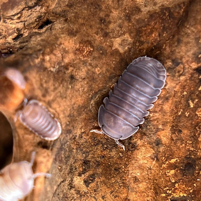 Cubaris Sp. "Black Panda"