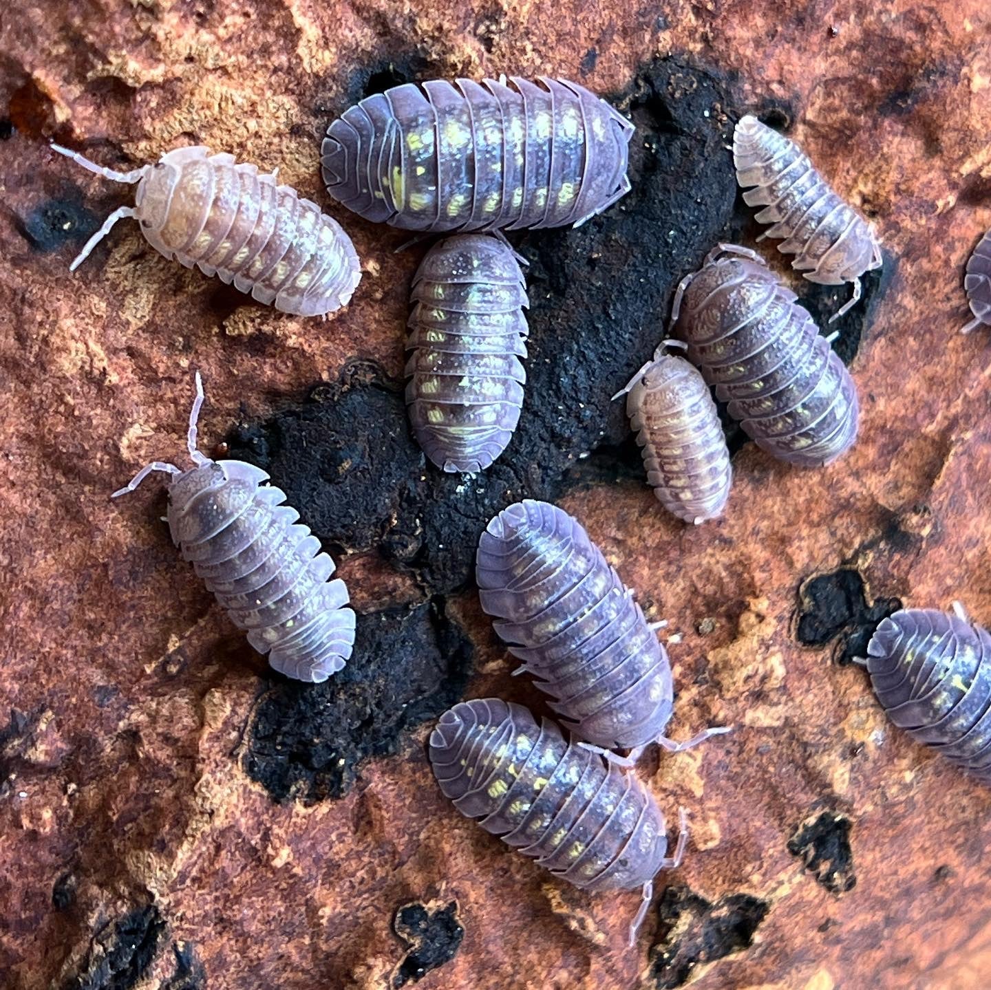 Armadillidium "Granulatum"