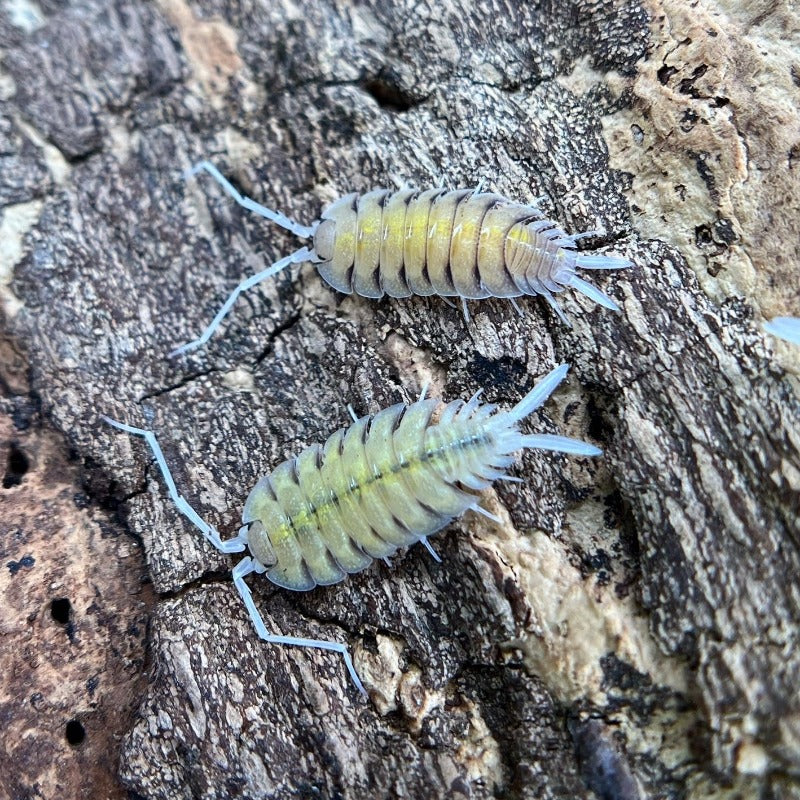 Porcellio Bolivari "Bolivari"