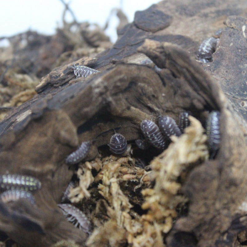 Armadillidium Klugii “Pudding”