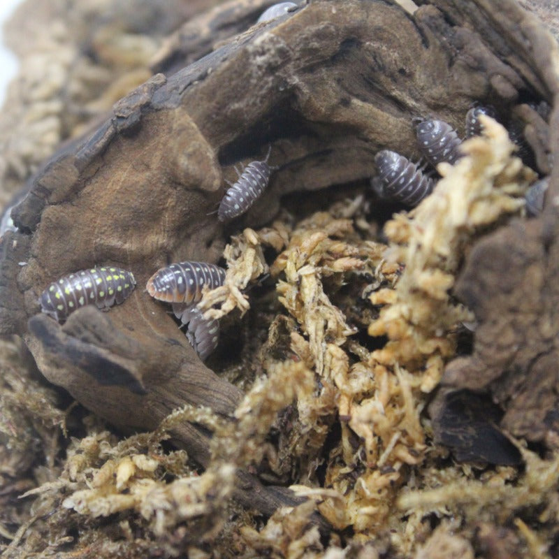 Armadillidium Klugii “Pudding”