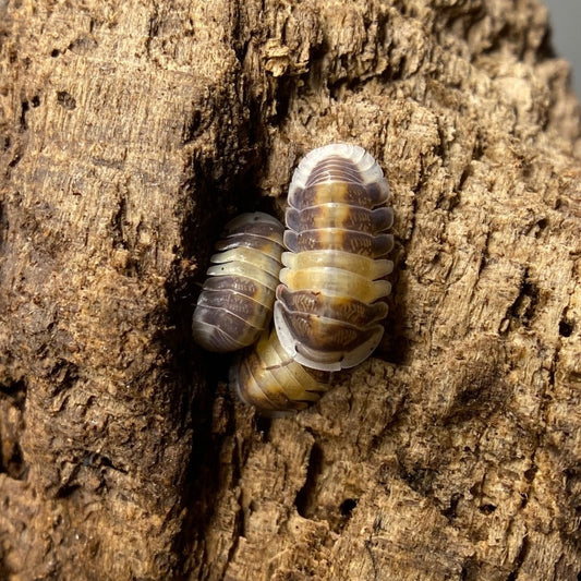 Cubaris Sp. "Cappuccino"