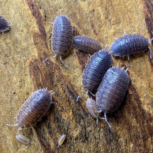 Porcellio Dilatatus "Giant Canyon"