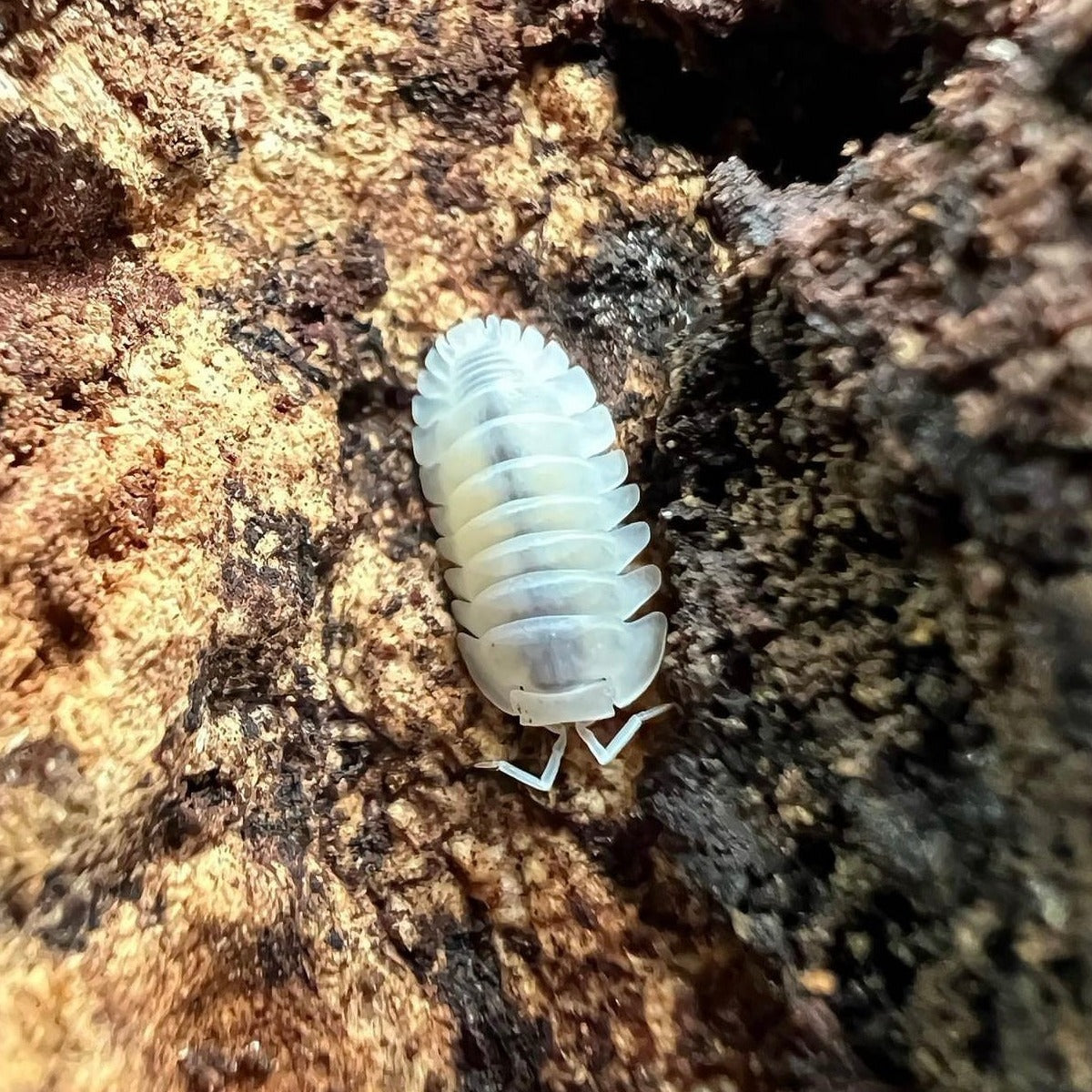 Cubaris Sp. White Panda King