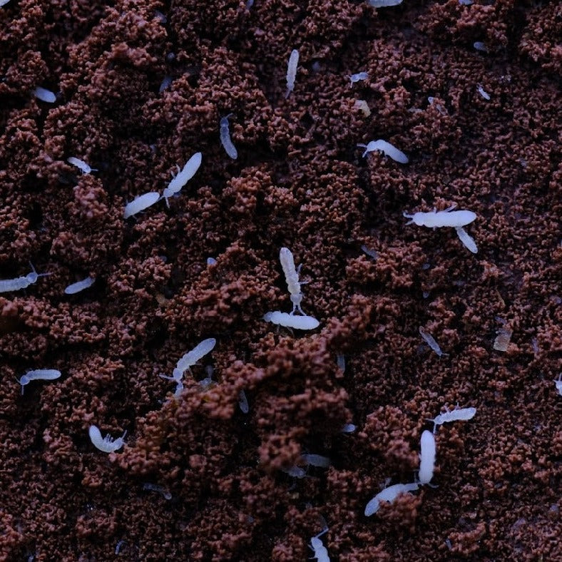 Temperate Springtails (Collembola Sp.)