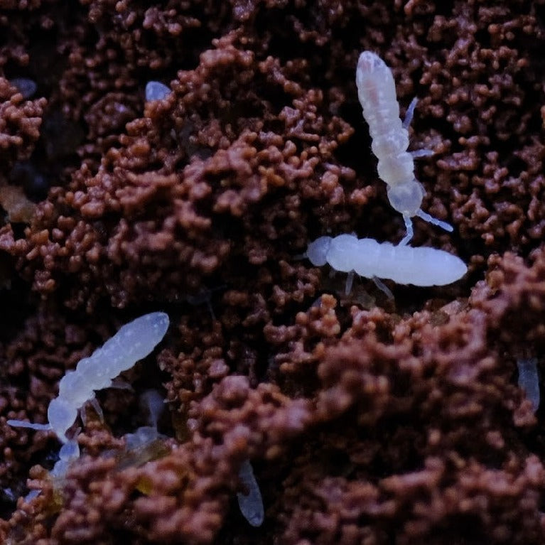 Temperate Springtails (Collembola Sp.)