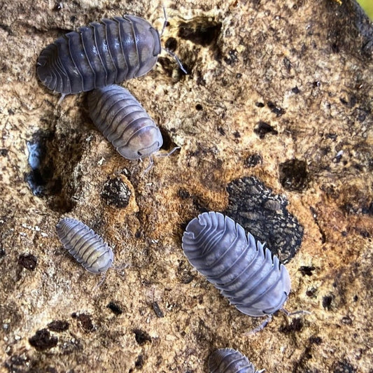 Nesodillo Arcangelii Sp. "Silver Ghost"