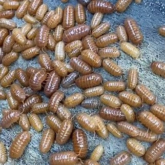 Armadillidium "Orange Vigor"