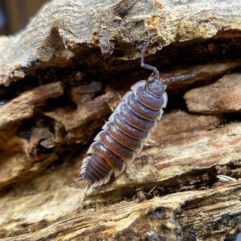 Porcellio Sp. "Sevilla"