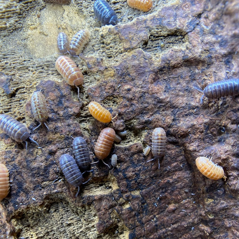 Armadillidium Sp. “Punta Cana”