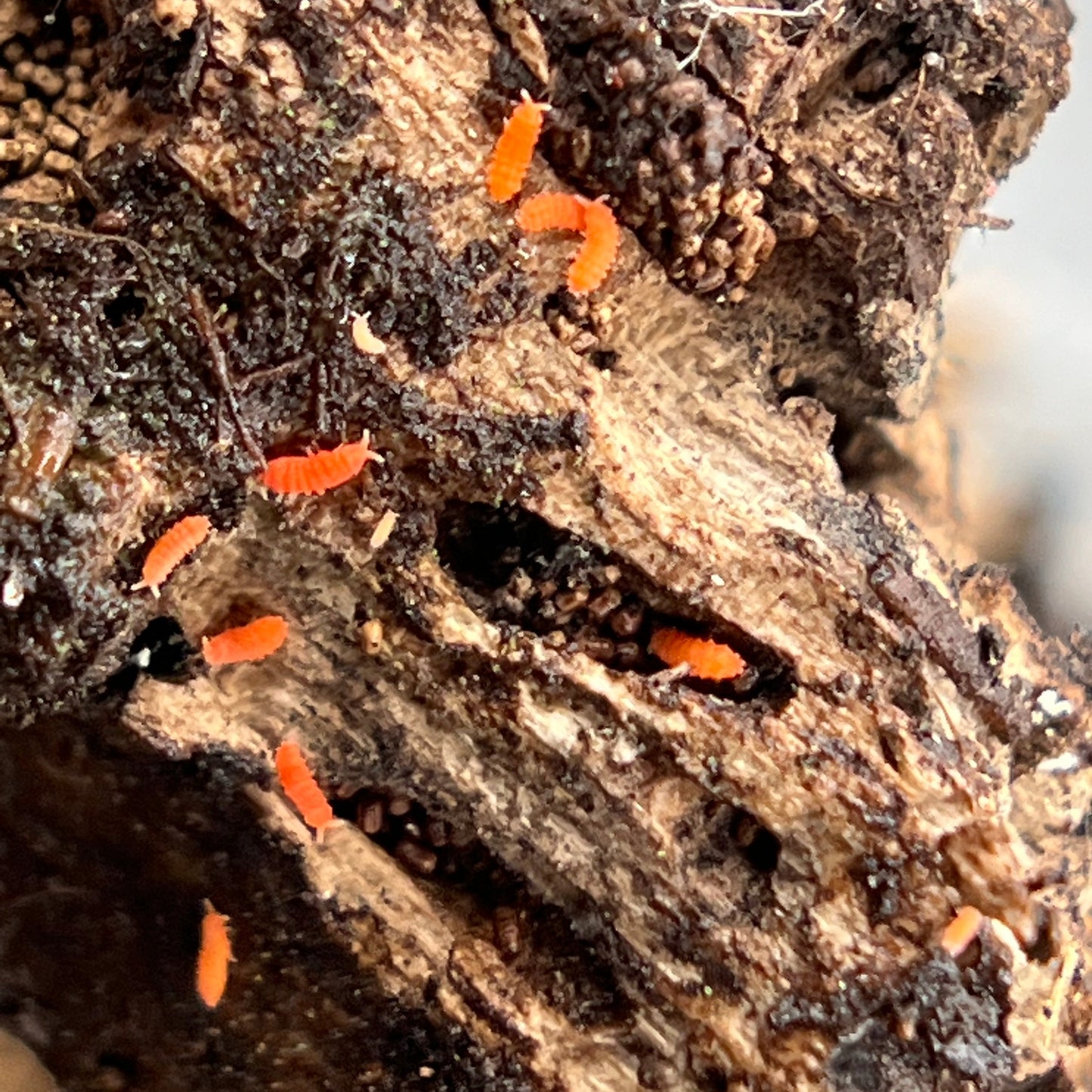 Yuukianura Aphoruroides "Orange Springtails"