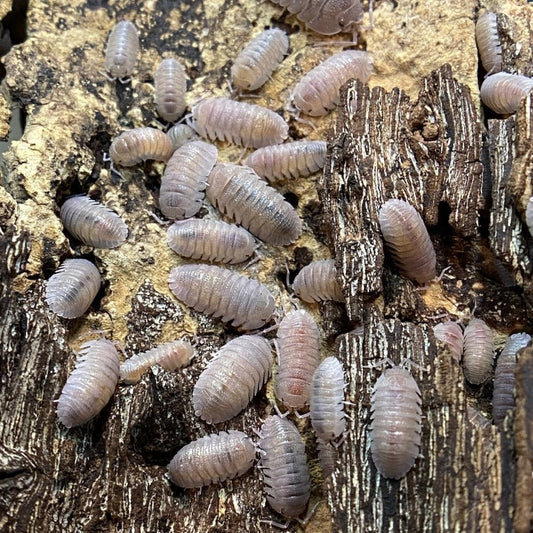 Armadillidium Scaberrimum Sp. Sandstone